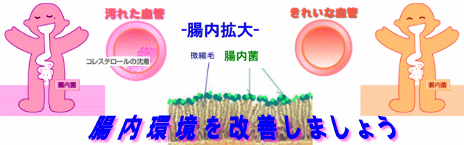 健康の秘訣は腹八分目と腸内環境の改善